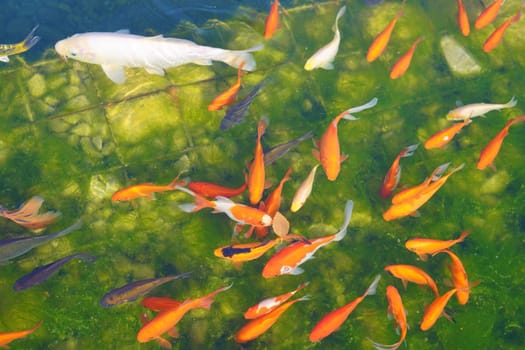 A school of koe fish - red, white1, gray, black and spotted. against the background of the green bottom of the pond. View from the top. High quality photo