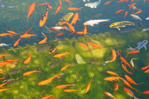 koi fish in a city pond on a sunny day on a green bottom background. View from the top. High quality photo