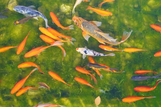 Koi fish are red, white, gray and spotted in the water against a green bottom. View from the top. High quality photo