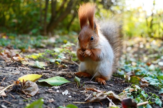 A gray red squirrel eats in an autumn meadow. Front view. High quality photo