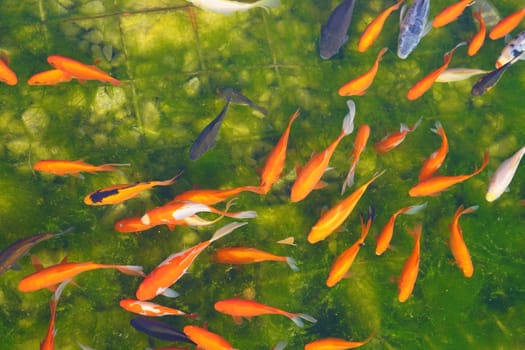 koi red, gray, spotted and white koe fish on the background of the green bottom of the pond. View from the top. High quality photo