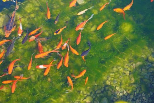 Fish koi on the green bottom of the pond on a sunny day. View from the top. High quality photo