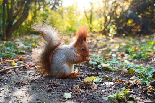 A wild squirrel in the park sits on the ground and eats. Side view. High quality photo