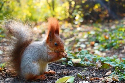 A squirrel sits and eats on the ground. Autumn leaves. Side view. High quality photo