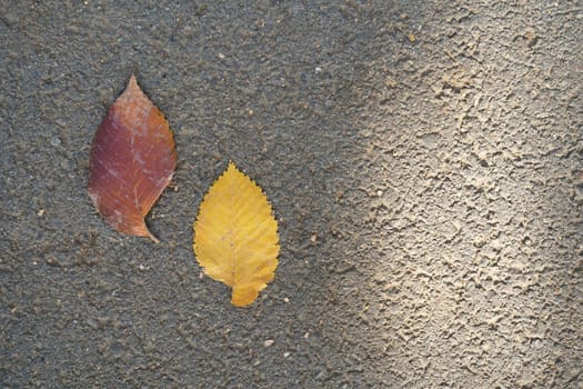 Two autumn fallen leaves from a tree. View from the top. High quality photo