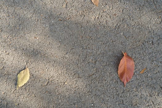 Autumn fallen leaves on gray asphalt. View from the top. High quality photo
