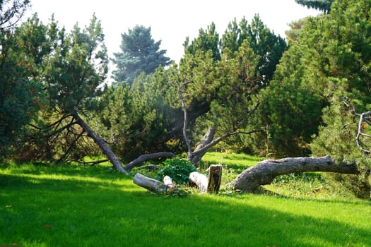 Coniferous tree in the park on a green meadow. High quality photo