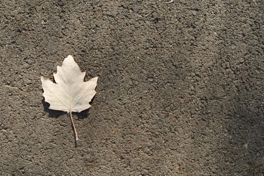 A white poplar leaf that fell from a tree on the asphalt. View from the top. High quality photo