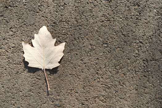 White poplar leaf on grey asphalt, top view. High quality photo