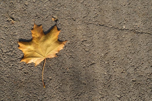 Yellow maple leaf on the road. Autumn background. View from the top. High quality photo