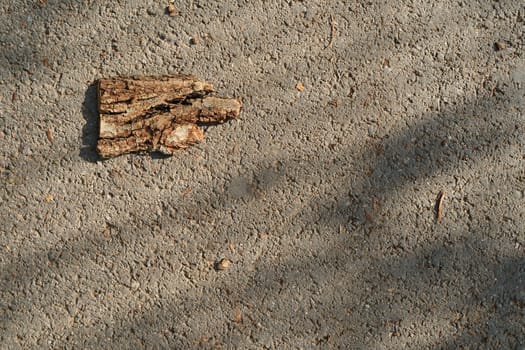 Tree bark on gray asphalt. View from the top. High quality photo