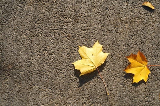Dead fallen maple leaves on asphalt, top view. High quality photo