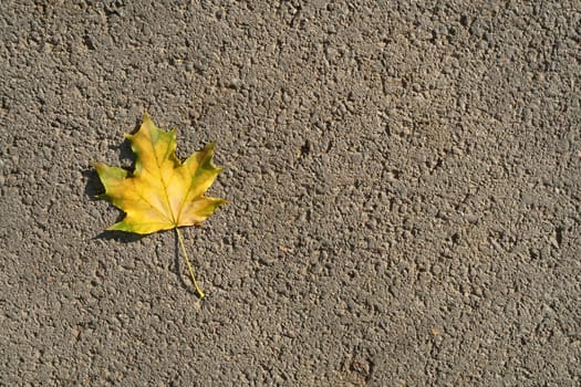 Autumn yellow maple leaf on grey asphalt. View from the top. High quality photo