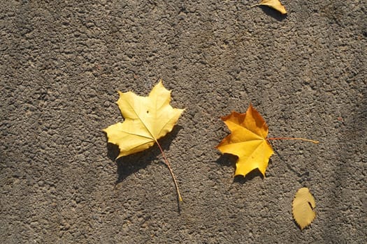Three yellow fallen maple leaves on the ground. High quality photo