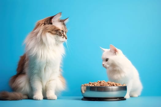White cat with a bowl of cat food on a blue background. Studio photography. High quality photo
