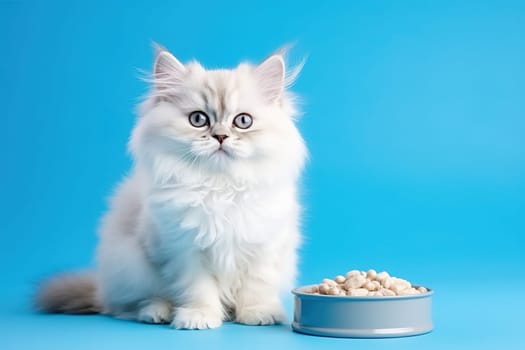 White cat with a bowl of cat food on a blue background. Studio photography. High quality photo
