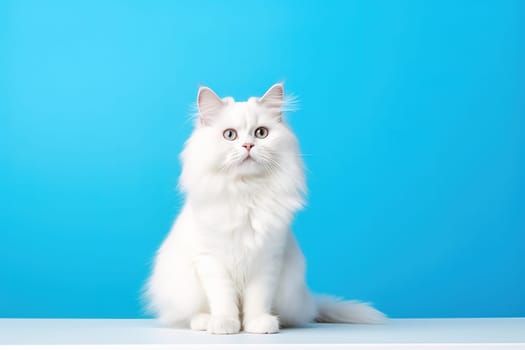 White fluffy cat on a blue background. Studio photography. High quality photo