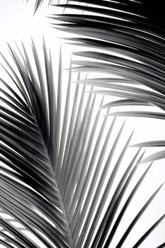 Abstract white nature texture background botany palm silhouette tropic leaf plant green tree shadow environment branch foliage design pattern