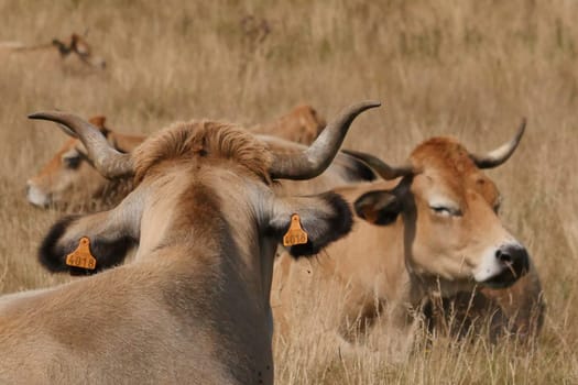 Aubrac cows in the countryside of Lozere surrounded by nature in the south of France, High quality photo