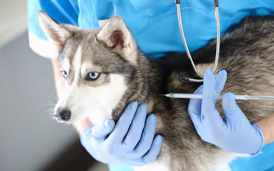 Veterinarian doctor in gloves gives injection to dog. Veterinary services and vaccination at home concept