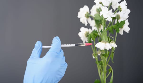 Person in glove makes injection into flower. Rejuvenation with cosmetic injections concept