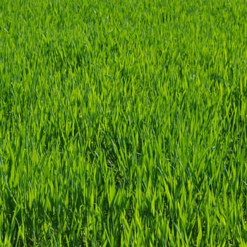 Green grass in meadow or lawn useful as a background