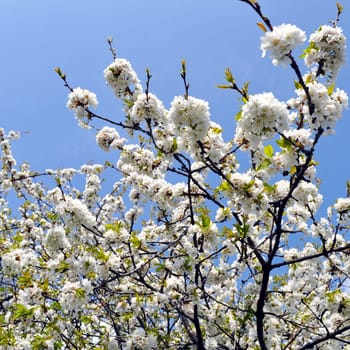 Cherry tree flowers, plant of genus Prunus