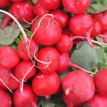 Radish (Raphanus sativus) edible root vegetable food