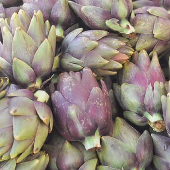 Globe artichoke (Cynara cardunculus scolymus) perennial thistle vegetable