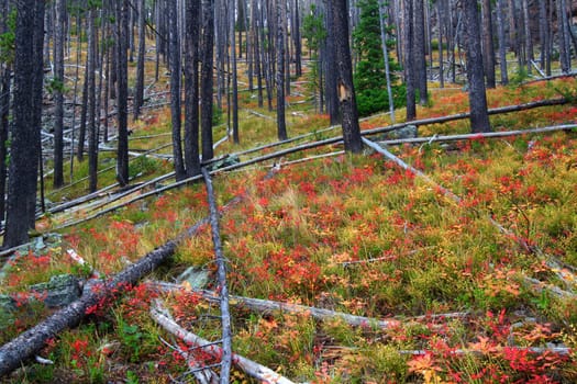 Pretty autumn colors in the Lewis and Clark National Forest of Montana.