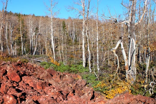 Aspen trees grow through a lava field in the Dixie National Forest of Utah.
