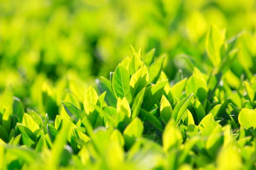 Hedge detail in backlight