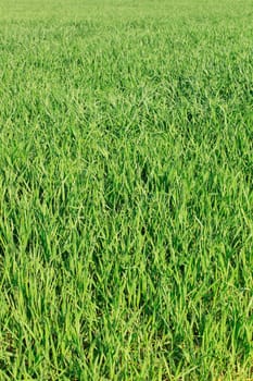 Meadows Green