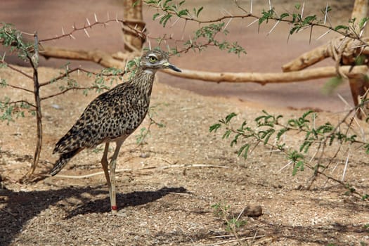 A spotted bush thick-knee or bush stone-curlew sunning in the sand.