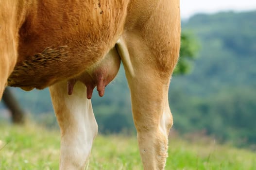 Murna cattle
