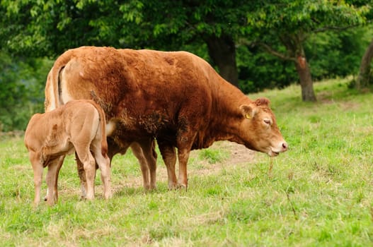 Murna cattle