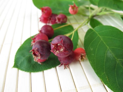Rock pears