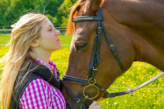 Horse friendship