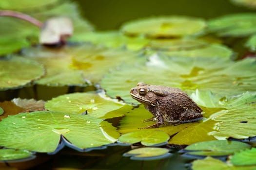 great image of a bull frog or toad on a lilypad