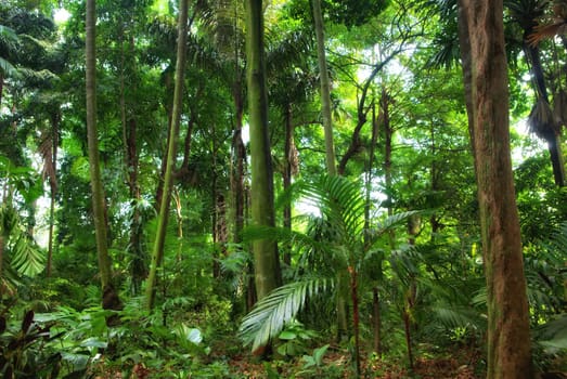 a perfect beautiful rain forest in singapore