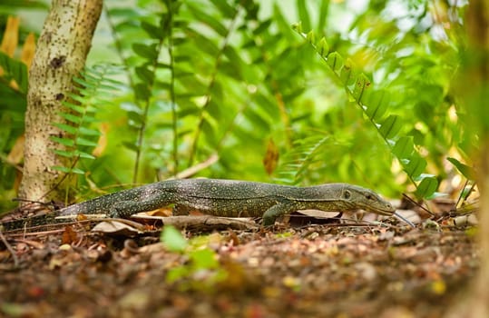 a goanna lizard walks along through the undergrowth
