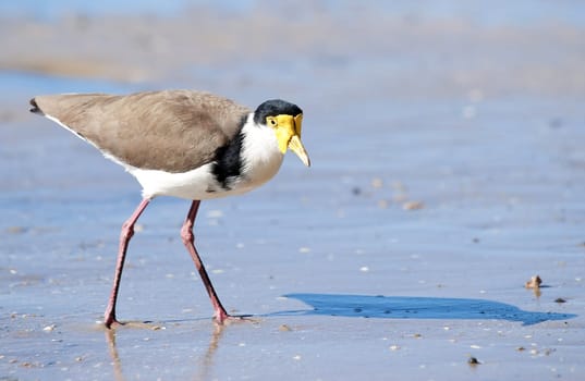 great image of a masked lapwing bird on the beach