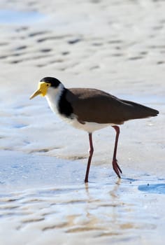 great image of a masked lapwing bird on the beach