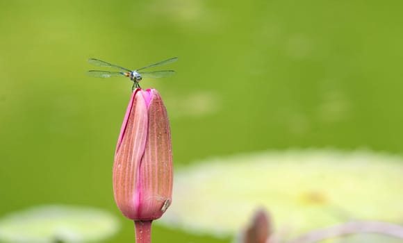 image of a dragonfly on a lily flower