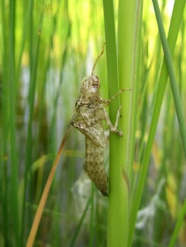Dragonfly skin