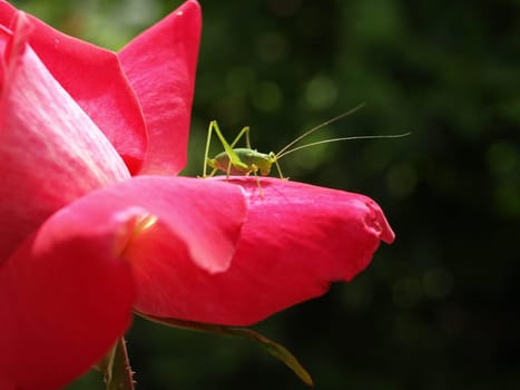 Grasshopper