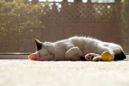 Adult female feline napping on a carpet with a yellow cat nip ball by it&#039 s feet inside in front of an open screen door.