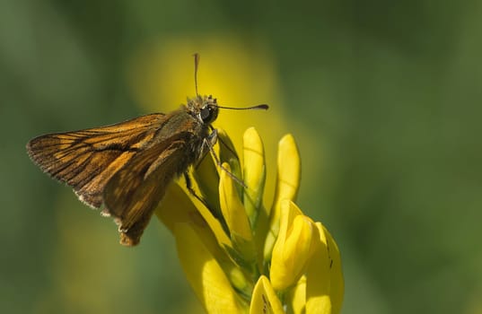 Rust-coloured thick-headed butterfly Ochlodes sylvanus