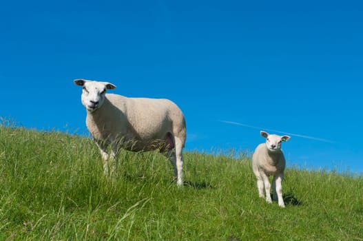 sheep with her lamb on a dutch dike