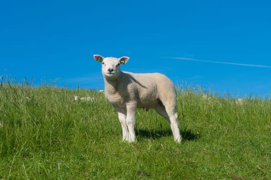 lamb standing on a dutch dike
